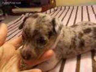 Rat Terrier Puppy for sale in Archer, FL, USA