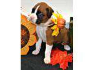 Boxer Puppy for sale in Weaubleau, MO, USA