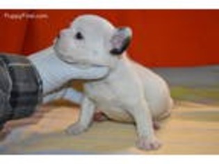 French Bulldog Puppy for sale in Greer, SC, USA