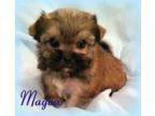 Shorkie Tzu Puppy for sale in Florence, KY, USA