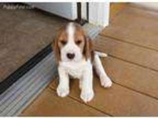 Beagle Puppy for sale in Tonopah, AZ, USA
