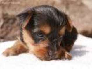Yorkshire Terrier Puppy for sale in Utica, OH, USA