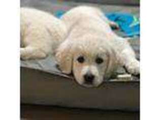 Golden Retriever Puppy for sale in Middle River, MD, USA