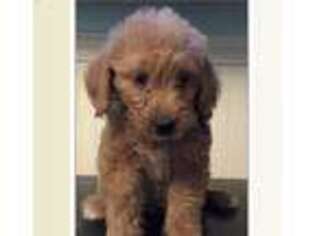 Labradoodle Puppy for sale in Danville, NH, USA