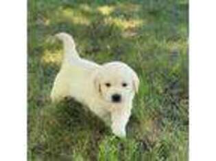 Golden Retriever Puppy for sale in Beaver Creek, MN, USA