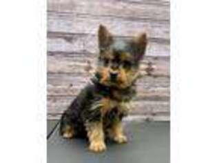 Yorkshire Terrier Puppy for sale in Bluffton, IN, USA