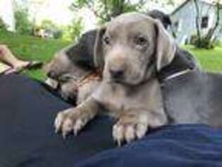 Weimaraner Puppy for sale in Central Square, NY, USA