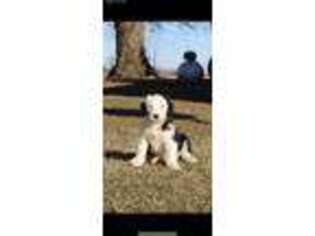 Old English Sheepdog Puppy for sale in Cardwell, MO, USA
