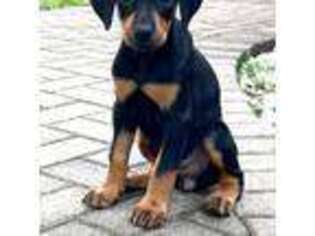 Doberman Pinscher Puppy for sale in Zephyrhills, FL, USA