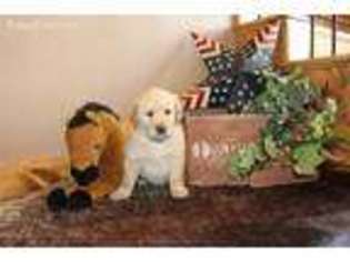 Golden Retriever Puppy for sale in Demotte, IN, USA