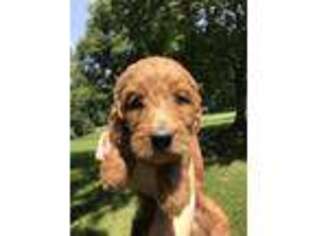 Goldendoodle Puppy for sale in Gillsville, GA, USA