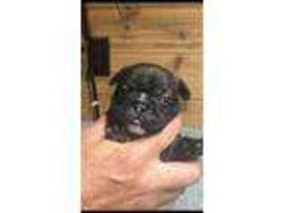 French Bulldog Puppy for sale in Boston, KY, USA