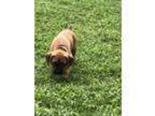 Boxer Puppy for sale in Clarksville, TN, USA