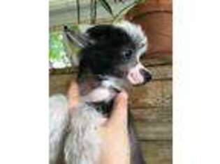Chinese Crested Puppy for sale in Marshallberg, NC, USA
