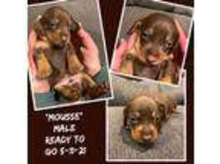 Dachshund Puppy for sale in Lebanon, PA, USA