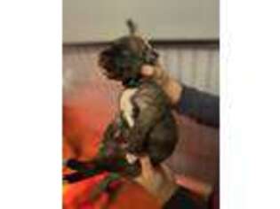 Irish Wolfhound Puppy for sale in Thomson, GA, USA