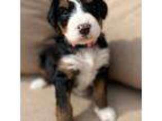 Mutt Puppy for sale in Little River, KS, USA