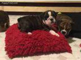 Bulldog Puppy for sale in Travelers Rest, SC, USA
