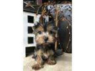 Yorkshire Terrier Puppy for sale in Kingsport, TN, USA