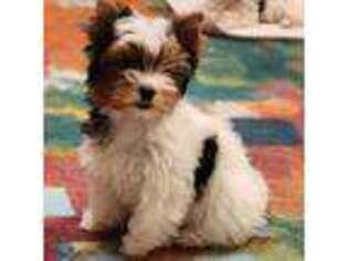 Yorkshire Terrier Puppy for sale in Rockwall, TX, USA