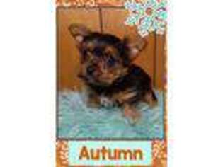 Yorkshire Terrier Puppy for sale in Idabel, OK, USA