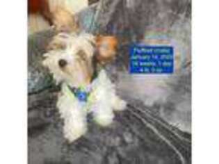 Yorkshire Terrier Puppy for sale in Gary, IN, USA