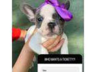 French Bulldog Puppy for sale in Nuevo, CA, USA