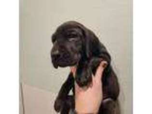 Great Dane Puppy for sale in Milwaukee, WI, USA