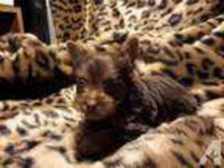 Yorkshire Terrier Puppy for sale in LA PORTE, TX, USA