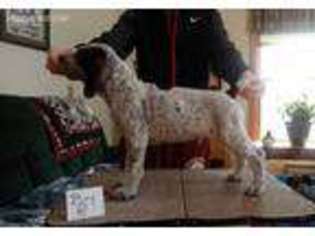 German Shorthaired Pointer Puppy for sale in Warsaw, NY, USA
