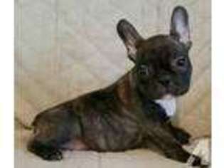 French Bulldog Puppy for sale in SEFFNER, FL, USA
