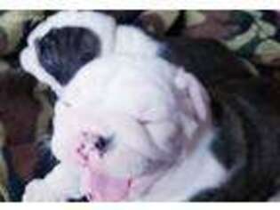 Bulldog Puppy for sale in Grafton, WV, USA