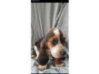 Basset Hound Puppy for sale in Newville, AL, USA