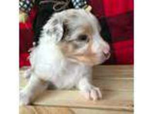 Australian Shepherd Puppy for sale in Hubbardston, MA, USA