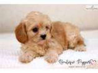 Cavachon Puppy for sale in Houston, TX, USA