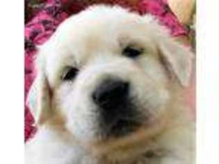 Golden Retriever Puppy for sale in Temecula, CA, USA