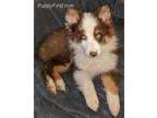 Australian Shepherd Puppy for sale in Plummer, ID, USA