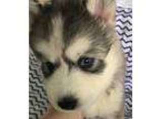 Siberian Husky Puppy for sale in Mount Vernon, KY, USA
