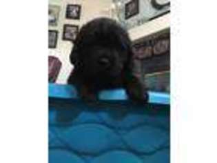 Newfoundland Puppy for sale in Grand Junction, CO, USA