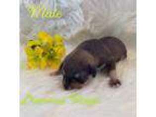 Mutt Puppy for sale in Winamac, IN, USA