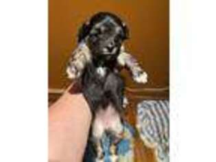 Havanese Puppy for sale in Jarrettsville, MD, USA