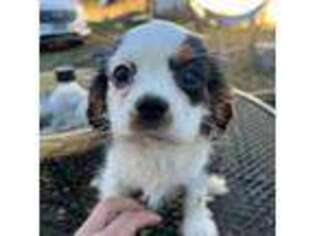 Cavalier King Charles Spaniel Puppy for sale in Woodstock, CT, USA
