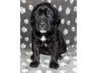 Cane Corso Puppy for sale in Zelienople, PA, USA