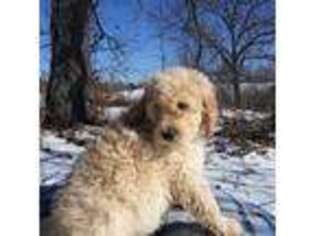 Goldendoodle Puppy for sale in Braintree, MA, USA