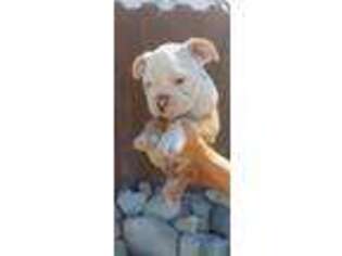 Bulldog Puppy for sale in Rialto, CA, USA