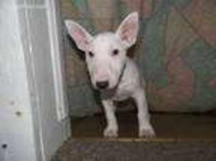 Bull Terrier Puppy for sale in Fairfield, IL, USA