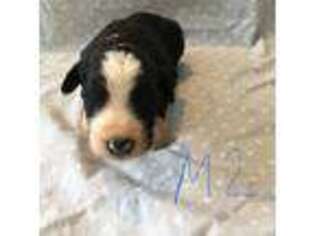Mutt Puppy for sale in Monteview, ID, USA