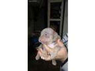 Mutt Puppy for sale in Montevallo, AL, USA