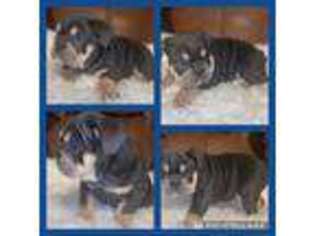 Bulldog Puppy for sale in Woodsboro, TX, USA