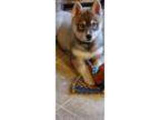 Siberian Husky Puppy for sale in Reelsville, IN, USA